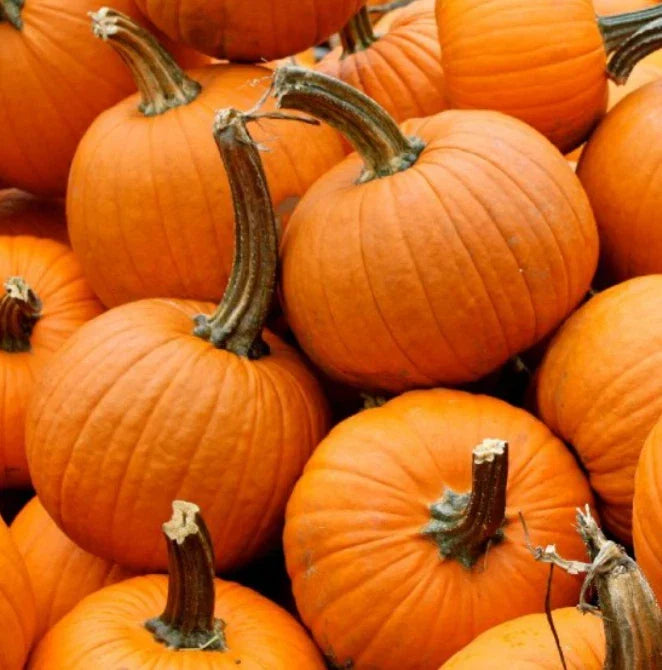 Small Sugar Pumpkin Seeds - Heirloom, Stringless, Non-GMO for Canning & Pies - Cucurbita pepo, Compact Vine, 20 Seeds