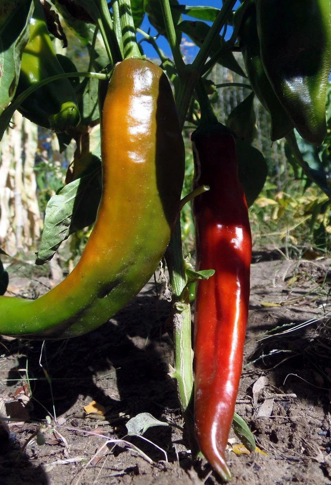 Hot Chile Pepper Seeds - Capsicum annuum - Hatch NuMex Red, Non-GMO, Moderate Spice, for Sauces & Salsas