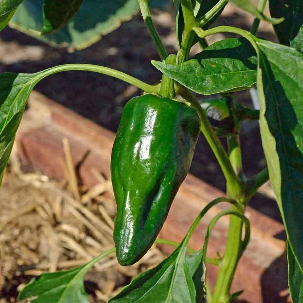 Ancho Poblano Pepper Seeds – Non-GMO Heirloom Vegetable Seeds for Gardening, Capsicum annuum, 25+ Pack