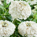 Oklahoma White Zinnia Seeds - 100+ Premium Zinnia elegans for Garden, Cut Flowers, Full Sun, USA Grown