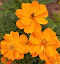 Cosmos Gold Dwarf Sulphur Seeds - Easy Grow Annual Flower for Borders & Pollinator Gardens, Cosmos sulphureus, 80+ Seeds