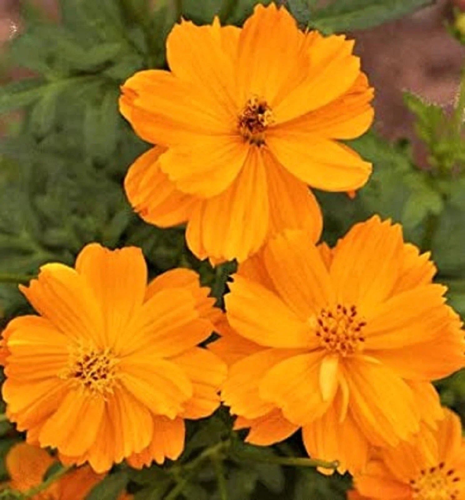 Cosmos Gold Dwarf Sulphur Seeds - Easy Grow Annual Flower for Borders & Pollinator Gardens, Cosmos sulphureus, 80+ Seeds