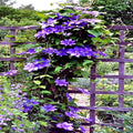 Blue Downy Clematis Seeds - 20 Hybrid Flower Seeds for Climber Vine, Clematis macropetala, Blue Blooms, Hardy Perennial Climber