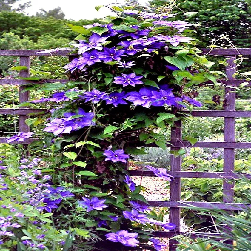 Blue Downy Clematis Seeds - 20 Hybrid Flower Seeds for Climber Vine, Clematis macropetala, Blue Blooms, Hardy Perennial Climber