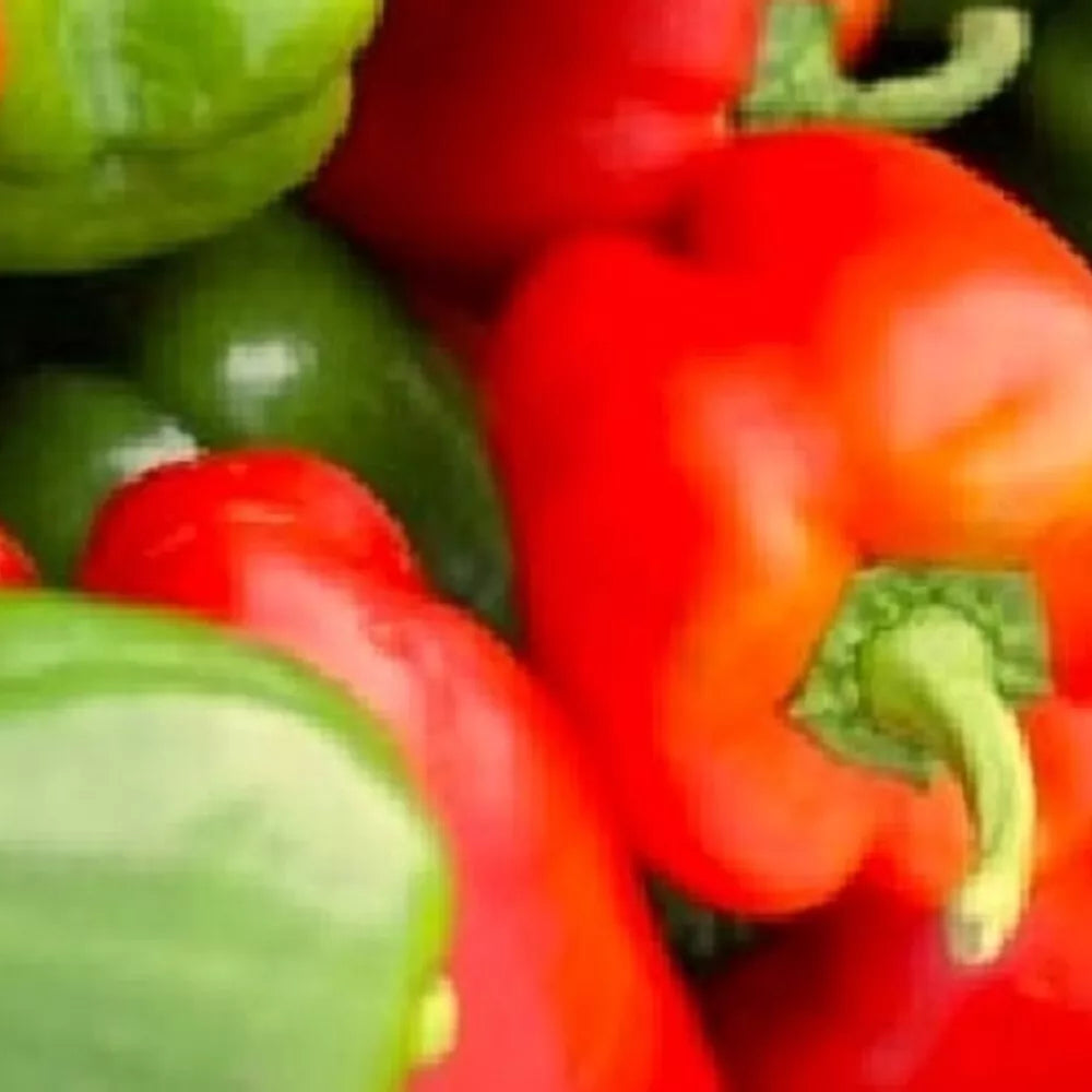 California Wonder Bell Pepper Seeds – Non-GMO Heirloom Vegetable Seeds for Garden, Capsicum annuum, Full Sun, 18-24 Inches Plant