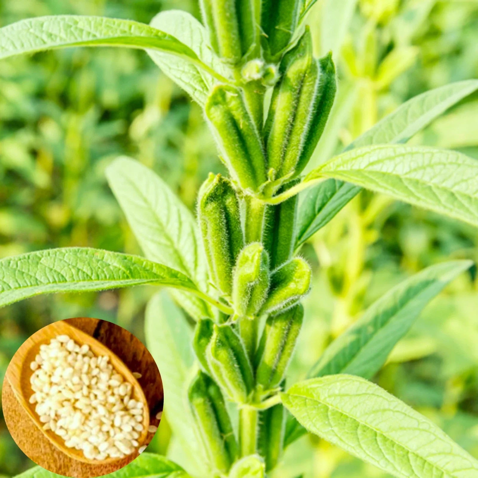 White Sesame Seeds for Planting | Heirloom Sesamum indicum Seeds | Fast Shipping 2025 | Nutritious, Non-GMO Garden Seeds