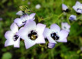 Bird's Eyes Seeds - Gilia Tricolor - 100 Fresh Wildflower Seeds for Pollinator Gardens and Borders