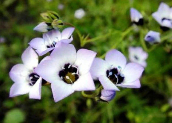 Bird's Eyes Seeds - Gilia Tricolor - 100 Fresh Wildflower Seeds for Pollinator Gardens and Borders