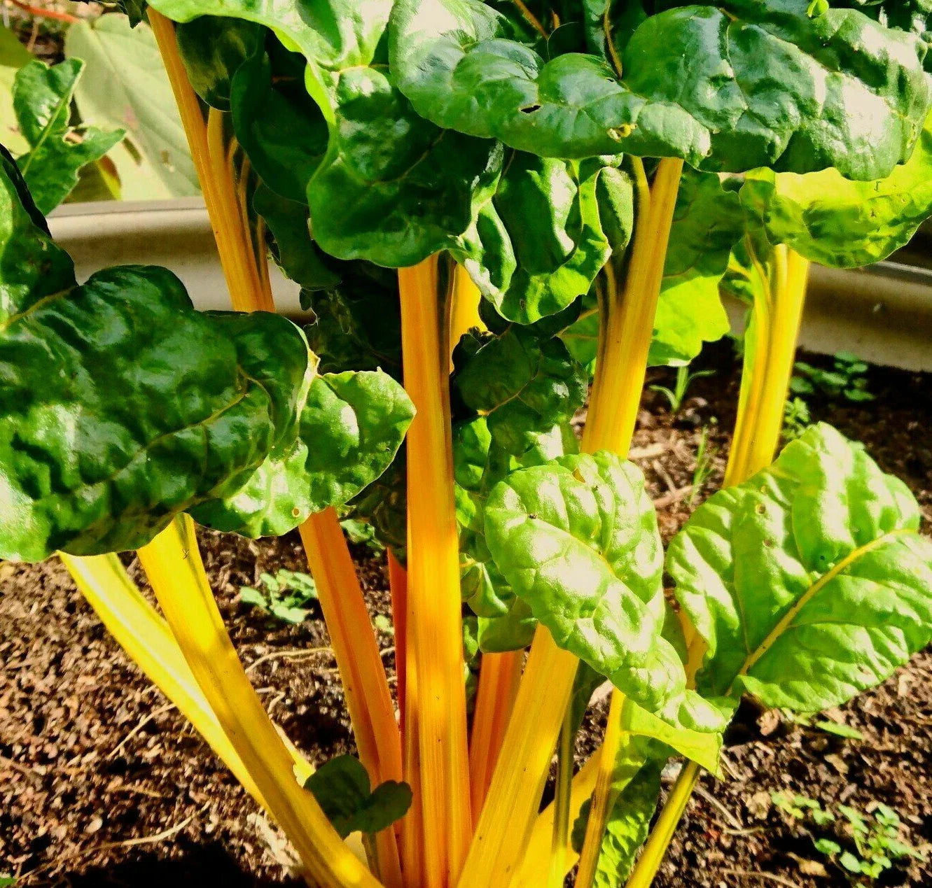 Golden Sunrise Swiss Chard Seeds | Yellow Silverbeet Vegetable | Beta vulgaris subsp. vulgaris | Heirloom, Non-GMO, Full Sun