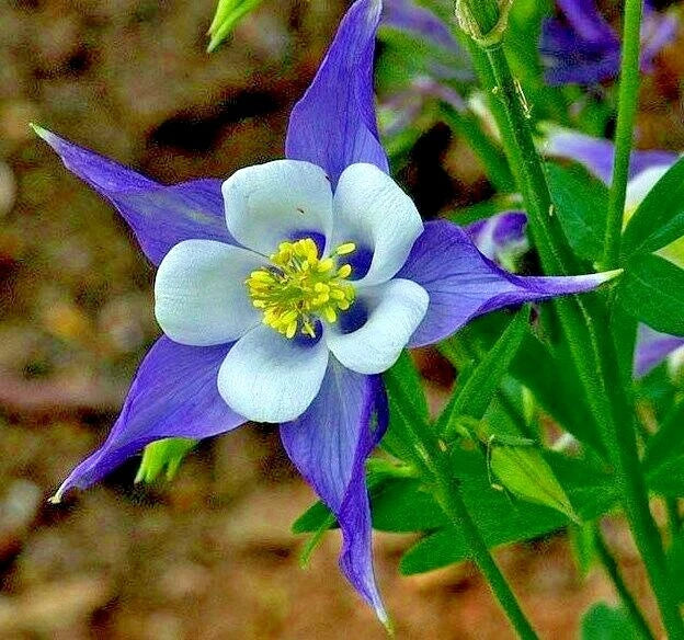 Rocky Mountain Columbine Seeds | Native Wildflower for Shade Gardens & Containers | Aquilegia caerulea | Perennial Plant