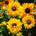 Black Eyed Susan Seeds - Goldilocks Variety, Double Blooms, Non-GMO, Rudbeckia hirta, 100 Seeds