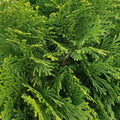 Emerald Green Arborvitae Bare Root Plant 24+ Inches Thuja occidentalis for Privacy Hedges Landscaping