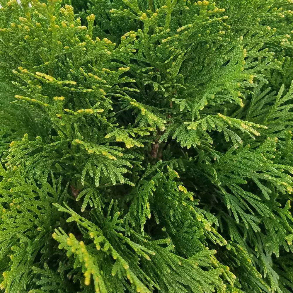 Emerald Green Arborvitae Bare Root Plant 24+ Inches Thuja occidentalis for Privacy Hedges Landscaping