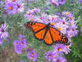 New England Aster Seeds - 200+ Perennial Wildflower Seeds for Summer & Fall Blooms - Symphyotrichum novae-angliae