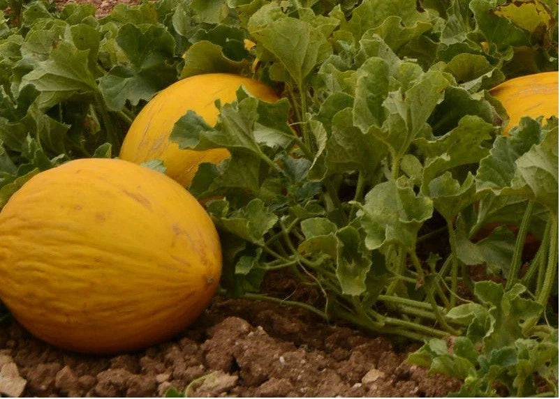 Amarillo Oro Melon Seeds – Winter Canary Melon, Yellow Gold, Cucumis melo, 25/100/200 Pack