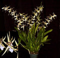 Orchid Plant Bratonia Phoenix Rising 'White Light' 3-Inch Pot, White Fragrant Blooms, Indoor Orchid, Beginner-Friendly