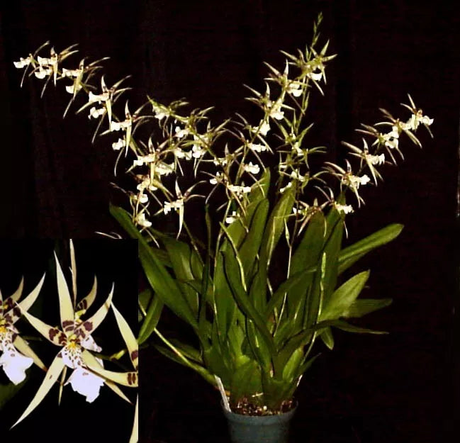 Orchid Plant Bratonia Phoenix Rising 'White Light' 3-Inch Pot, White Fragrant Blooms, Indoor Orchid, Beginner-Friendly