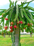 4'' Dragon Fruit Cactus Cutting Hylocereus undatus White Flesh Edible Plant for Home Garden