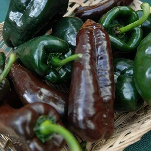 Mulato Isleno Poblano Pepper Seeds – Heirloom Non-GMO Capsicum annuum for Roasting & Cooking, High Yield, Garden Pack