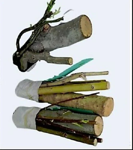 Bonsai Willow Tree Cuttings - 3 Thick Trunks - Australian Weeping Dragon - Salix babylonica