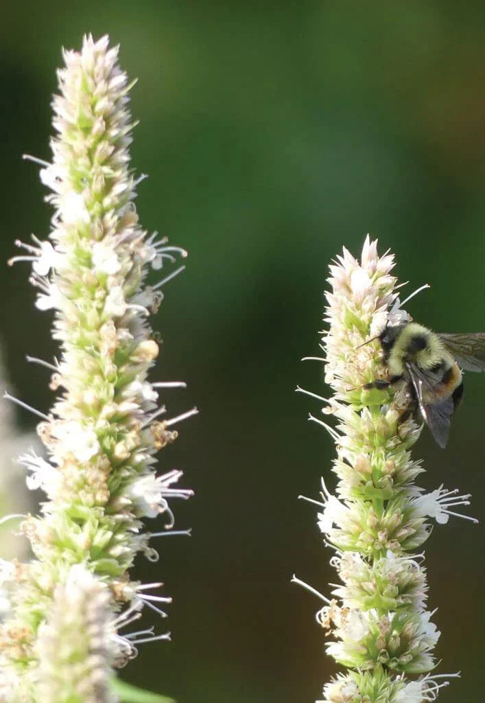 Purple Giant Hyssop Seeds - Agastache scrophulariifolia Wildflowers, 200 Seeds for Pollinator Gardens