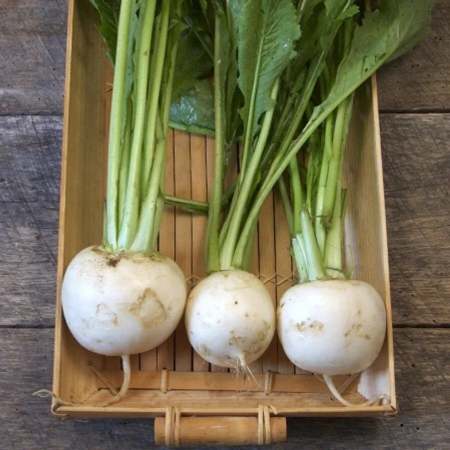 Turnip Seeds 500 Shogoin Hakurei Japanese White Asian Vegetable Non-GMO Garden Seeds