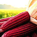 Ruby Corn Seeds - Heirloom Non-GMO Red Popcorn Zea mays everta - 100+ Seeds for Garden Planting
