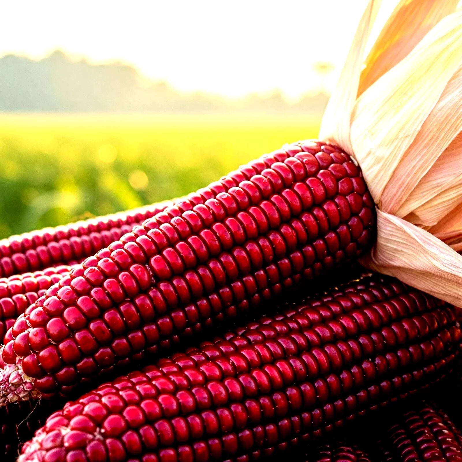Ruby Corn Seeds - Heirloom Non-GMO Red Popcorn Zea mays everta - 100+ Seeds for Garden Planting