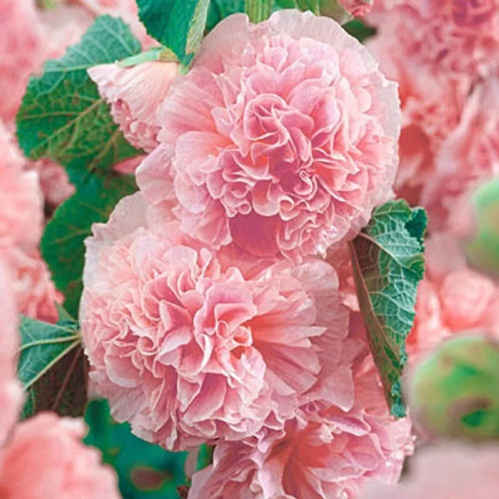 Double Pink Hollyhock Seeds - 25 Perennial Flower Seeds - Alcea rosea - Full Sun, Cottage Garden, Attracts Pollinators