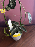 Hoya Cutting Sungwookii Variety - Tropical Trailing Houseplant