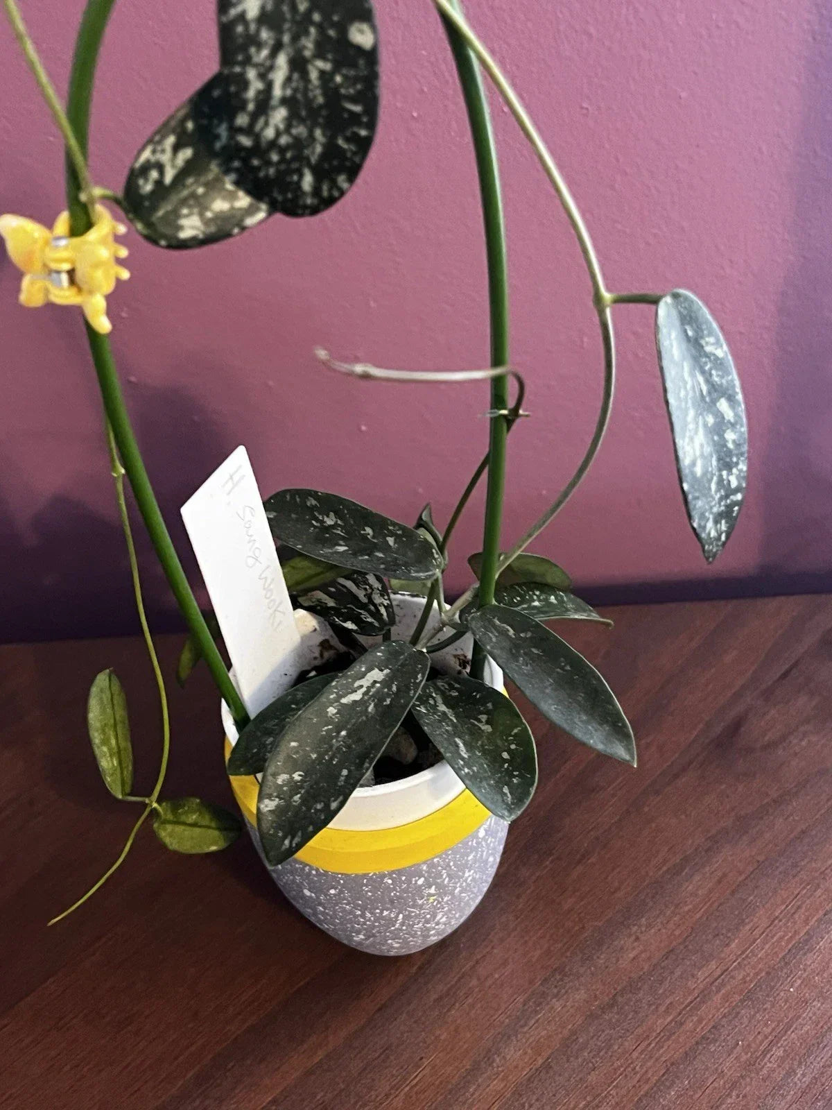 Hoya Cutting Sungwookii Variety - Tropical Trailing Houseplant