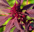 Amaranth Seeds 1000+ "Red Garnet" Microgreens Non-GMO Herb Garden Seeds for Salads and Garnishes