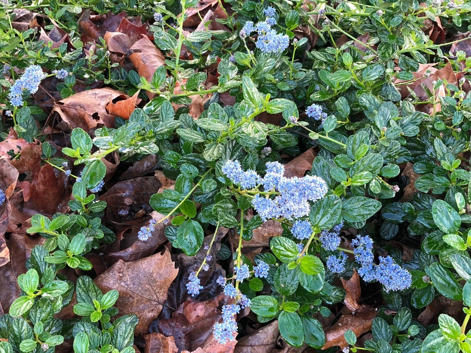 Organic Live California Lilac Cuttings - Ceanothus Horizontalis - Drought-Tolerant Garden Plants