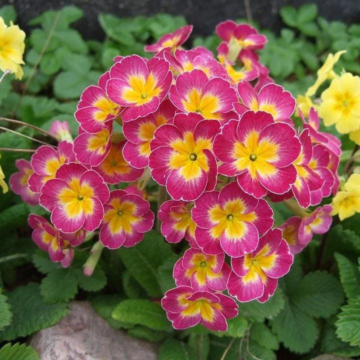 Primula Mala Pink Seeds - 100 Count, Clumping, Vibrant Pink Flowers, Easy to Grow, Garden, Border, Container Plant
