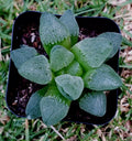 Haworthia Pygmaea 2-Inch Potted Succulent - Rare Korean Hybrid Indoor Plant