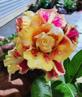 Desert Rose Plant Adenium Obesum Venus Variety Small Rooted Seedling 4-6 Inches