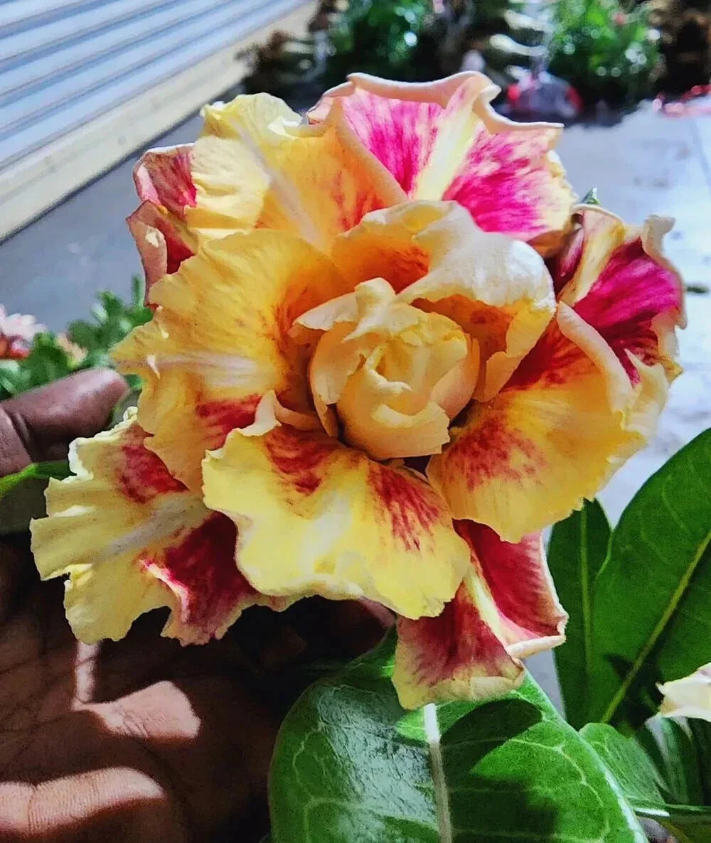 Desert Rose Plant Adenium Obesum Venus Variety Small Rooted Seedling 4-6 Inches