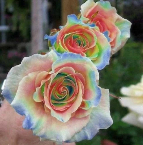 Rainbow Rose Seeds - Perennial Flower Seeds - Colorful Multicolored Blooms - Rosa spp.