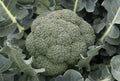 Godzilla Broccoli Seeds - Non-GMO Vegetable Seeds for Home Gardening - Brassica oleracea