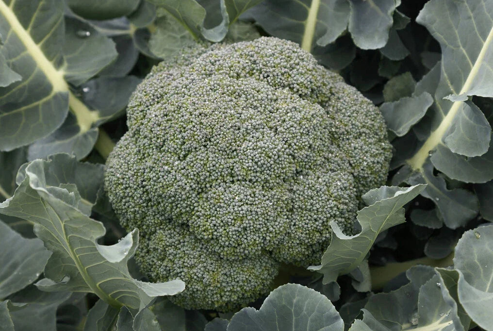 Godzilla Broccoli Seeds - Non-GMO Vegetable Seeds for Home Gardening - Brassica oleracea