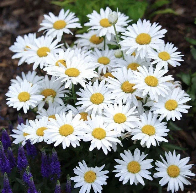 Alaska Shasta Daisy Seeds - 1000 Perennial Garden Flower Seeds - Chrysanthemum maximum for Borders & Cut Flowers