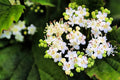 Arrowwood Bush Seeds - 100 Pack Viburnum dentatum for Hedge Row, Native Shrubs, White Flowers, Wildlife Attractant