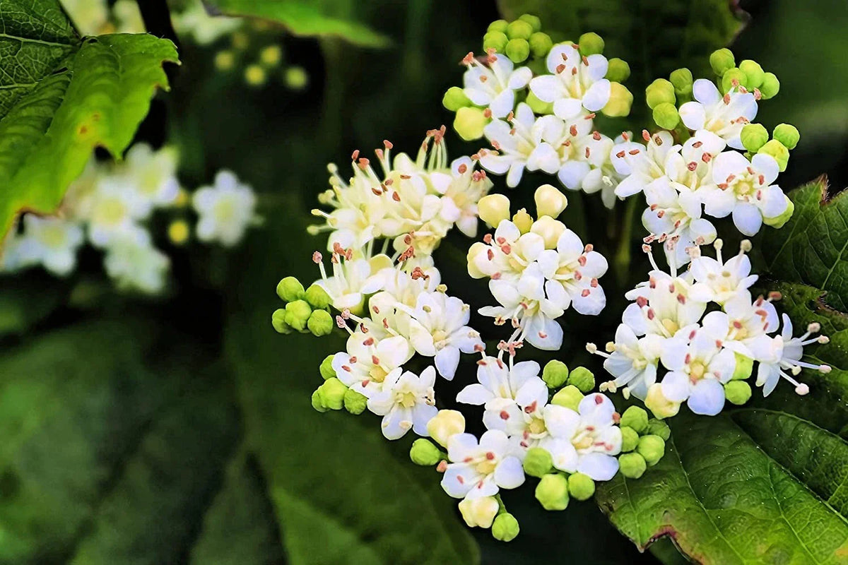 Arrowwood Bush Seeds - 100 Pack Viburnum dentatum for Hedge Row, Native Shrubs, White Flowers, Wildlife Attractant