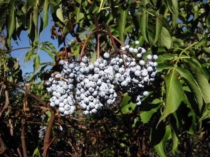 Blue Elderberry Seeds 50 Pack, Sambucus Caerulea, Organic Edible Fruit Shrub for Garden Planting