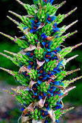 Sapphire Tower Seeds - 15 Rare Puya Succulent Seeds for Planting - Unique Blue Foliage Botanical Collection