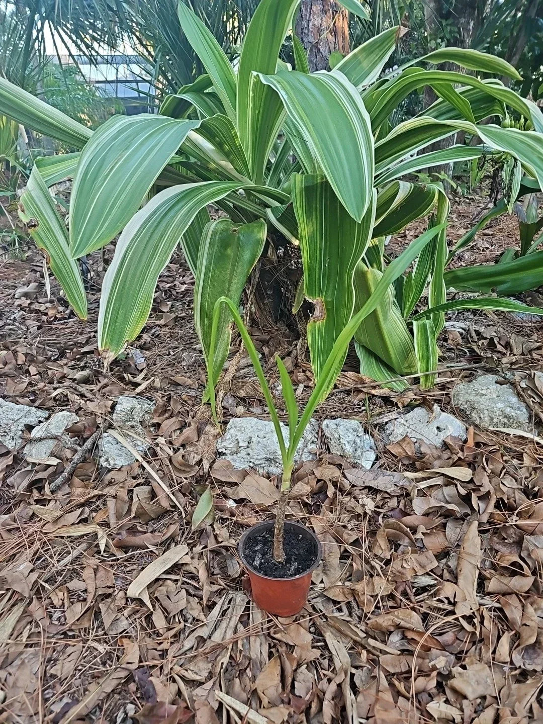 Crinum Lily Plant 4” Pot | Variegated White Spider Asiaticum | Live Garden & Houseplant