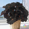Cherry Sparkle Begonia Seeds - 25+ Pink Red Foliage Annual Planting for Garden & Indoor Begonia x erythrophylla