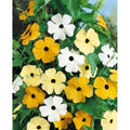 Thunbergia Alata Black Eyed Susan Vine Seeds - 15 Pack Climbing Garden Planting, Bright Color Mix, Fast-Growing Flower Seeds