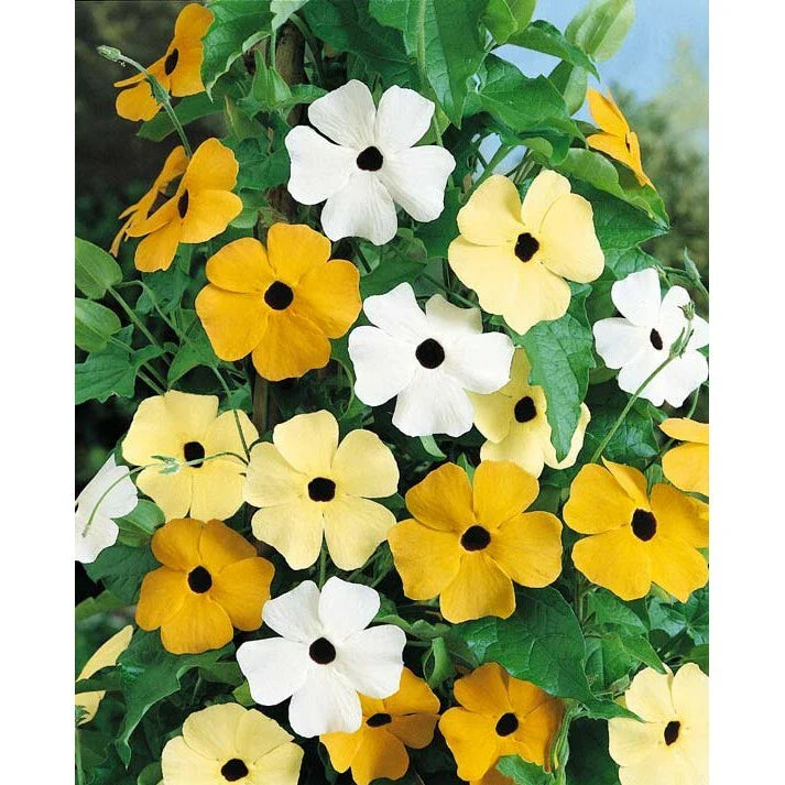 Thunbergia Alata Black Eyed Susan Vine Seeds - 15 Pack Climbing Garden Planting, Bright Color Mix, Fast-Growing Flower Seeds
