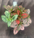 Polka Dot Plant Rooted in 3" Pot | Hypoestes phyllostachya | Indoor Houseplant with Spotted Foliage